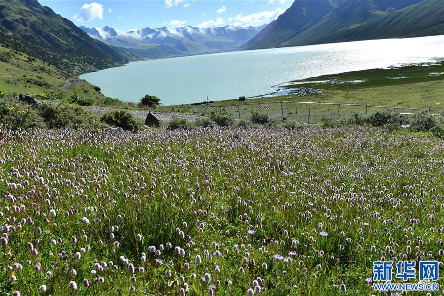 (新華視界)(1)嘉乃玉錯的悠閑時(shí)光