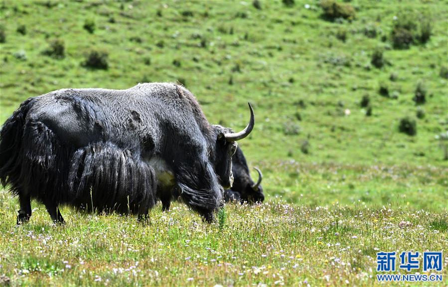 (新華視界)(2)嘉乃玉錯的悠閑時(shí)光