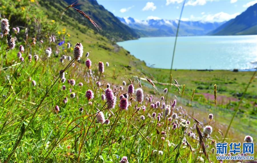 (新華視界)(3)嘉乃玉錯的悠閑時(shí)光