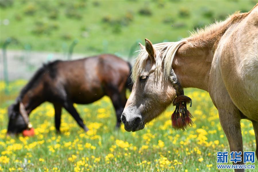 (新華視界)(4)嘉乃玉錯的悠閑時(shí)光